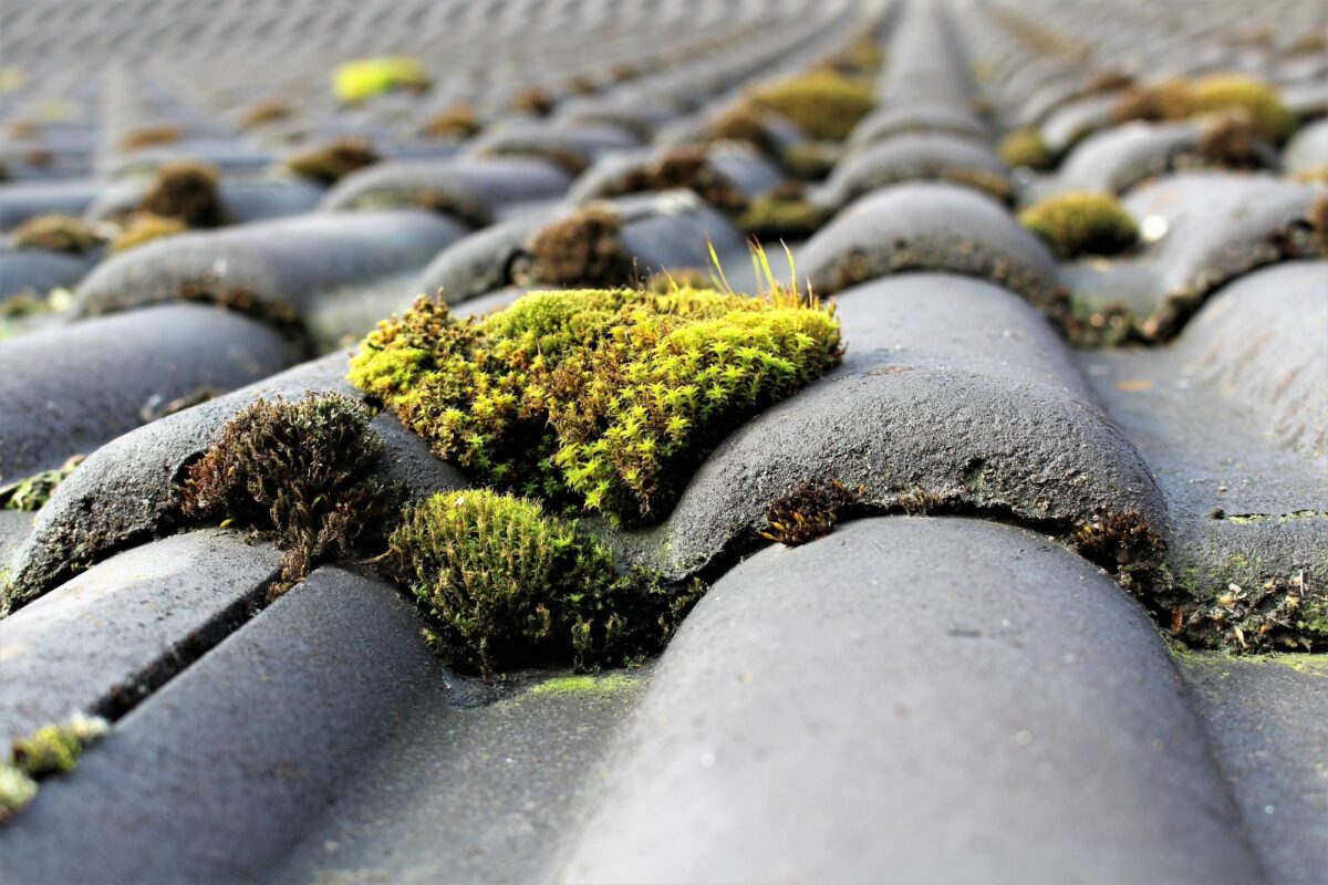 Toiture en tuiles envahie de mousse et lichens, avant démoussage et hydrofuge
