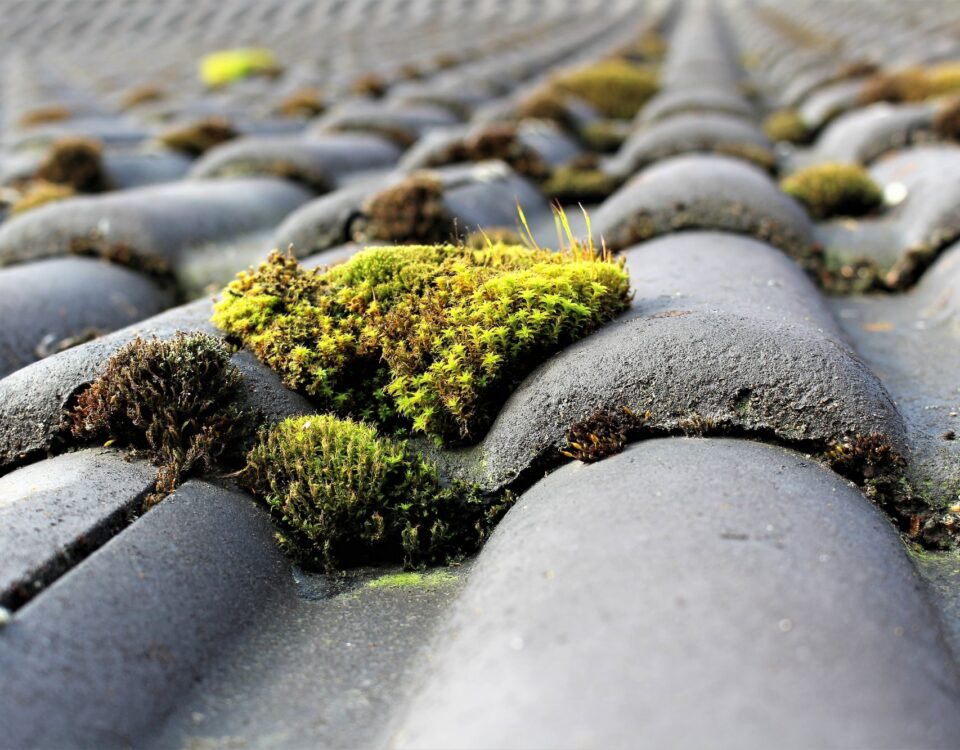 Toiture en tuiles envahie de mousse et lichens, avant démoussage et hydrofuge
