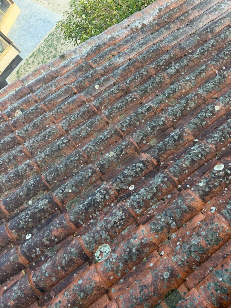 Détail mousses et lichens sur tuiles romanes avant traitement à Villars-les-Dombes